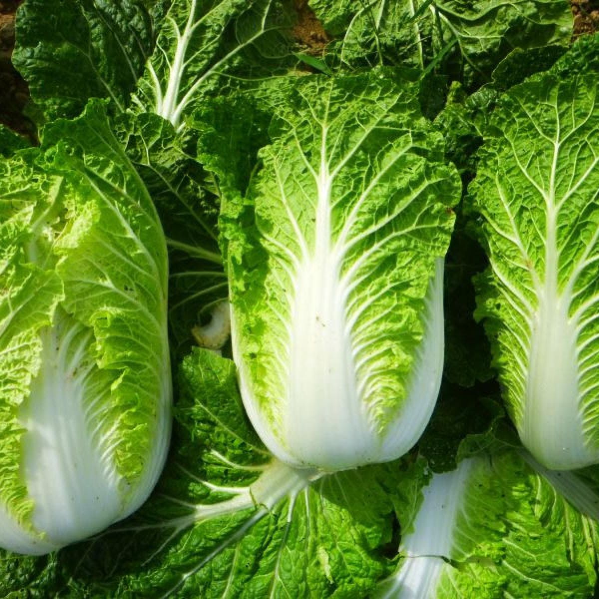 Hạt giống cải thảo