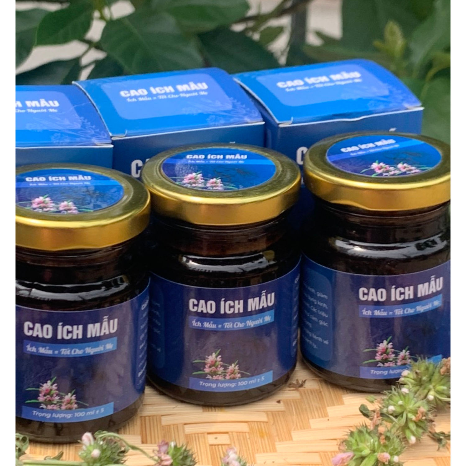 Cao ích mẫu -- điều hòa kinh nguyệt