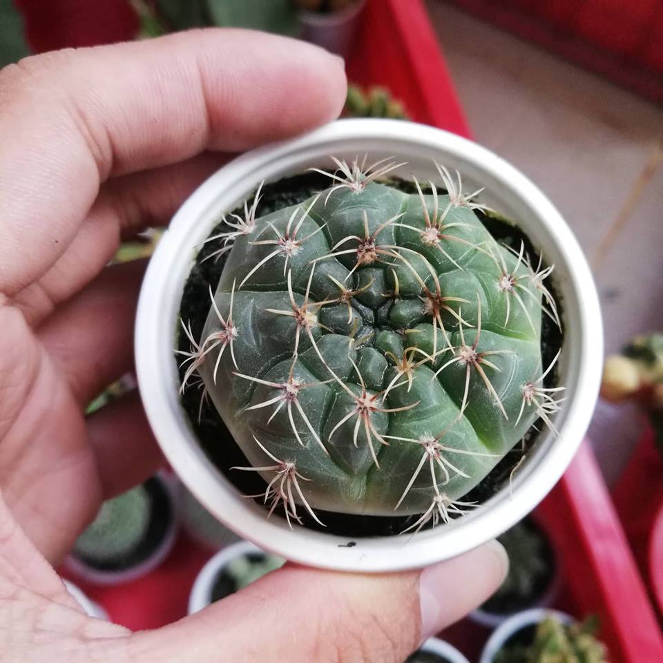 Cây xương rồng thân long tròn