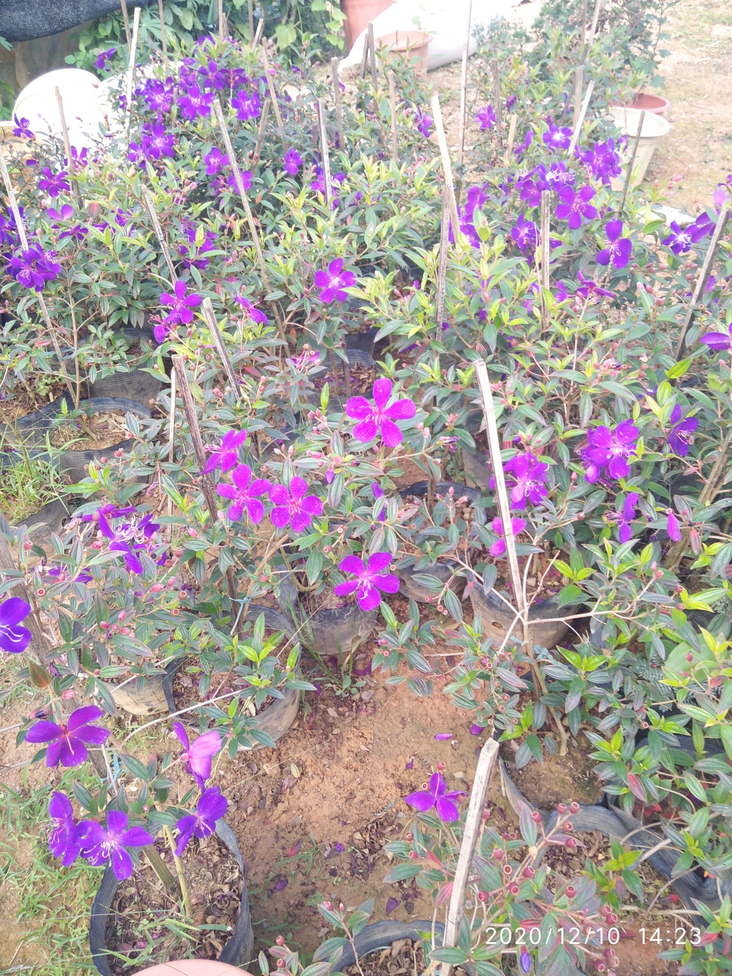 cây hoa Sim thái cao 40-60cm