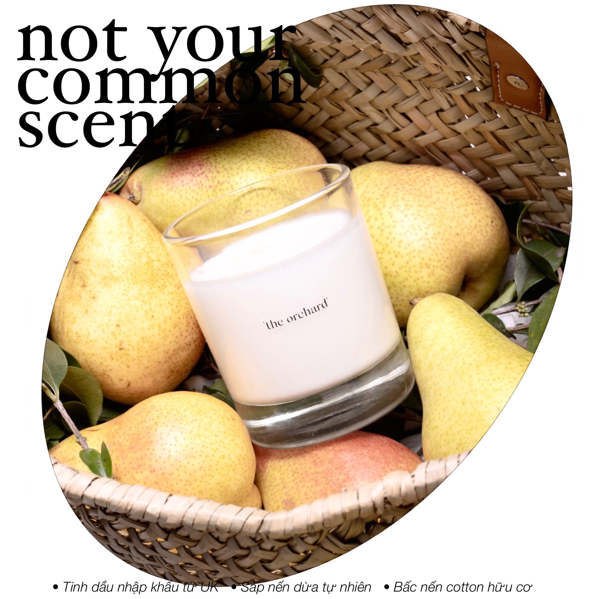 Not Your Common Scent - Nến thơm cao cấp mùi trái lê Trang Trí nhà cửa The Orchard 6.0oz
