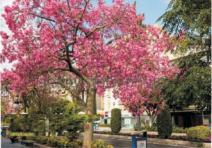 Cây MỸ NHÂN - HOA CỰC ĐẸP, ĐỘC, LẠ - Cây giống gửi đi nguyên bầu