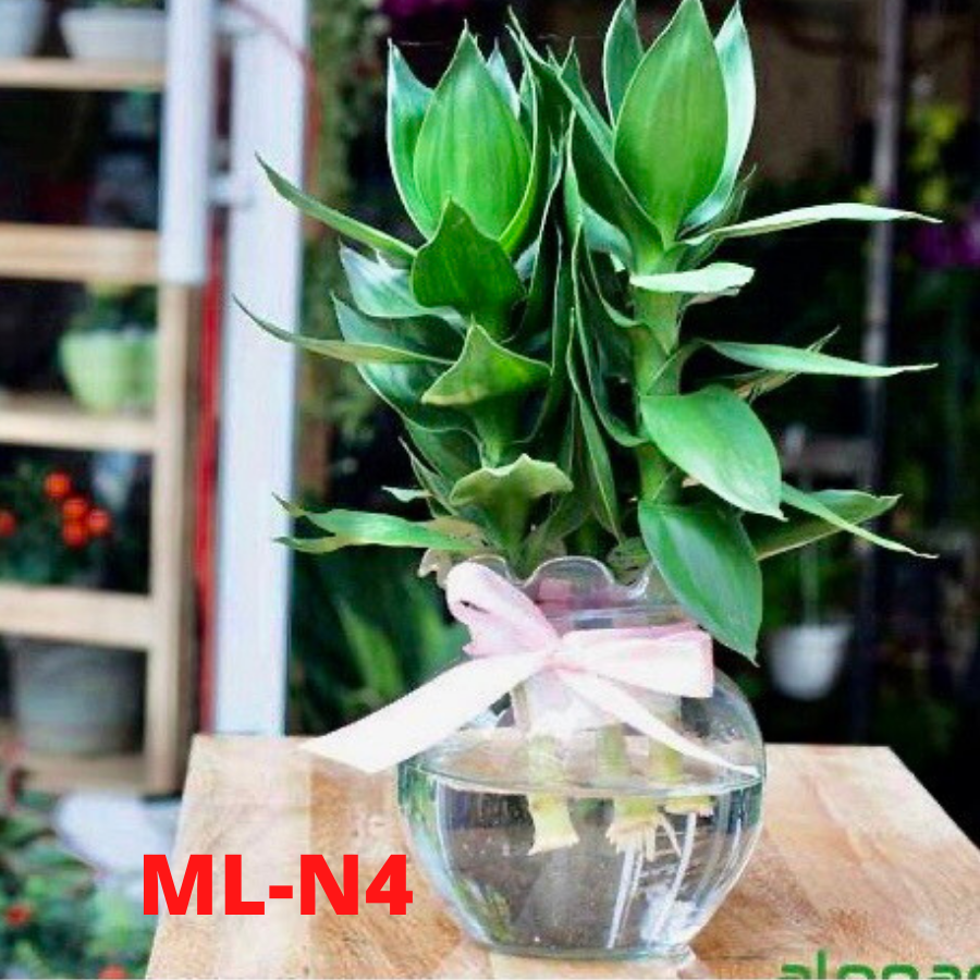 [HCM]Chậu trồng được 3 cây phát tài  hồ cá thủy tinh thủy sinh phong thủy để bàn bầu tai bèo size 13x13cm mini fishtank hydroponic ML-N4