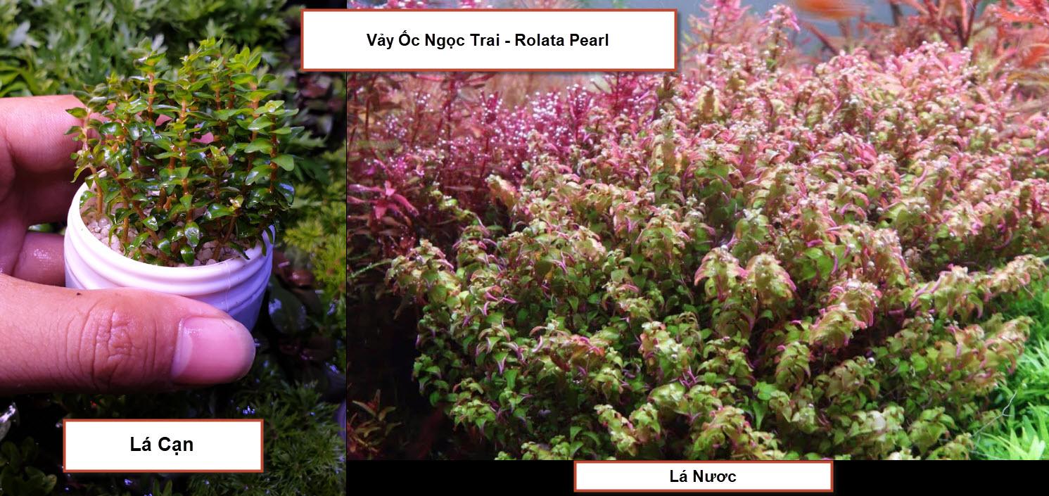 Cây thủy sinh vảy ốc ngọc trai - rolata pearl