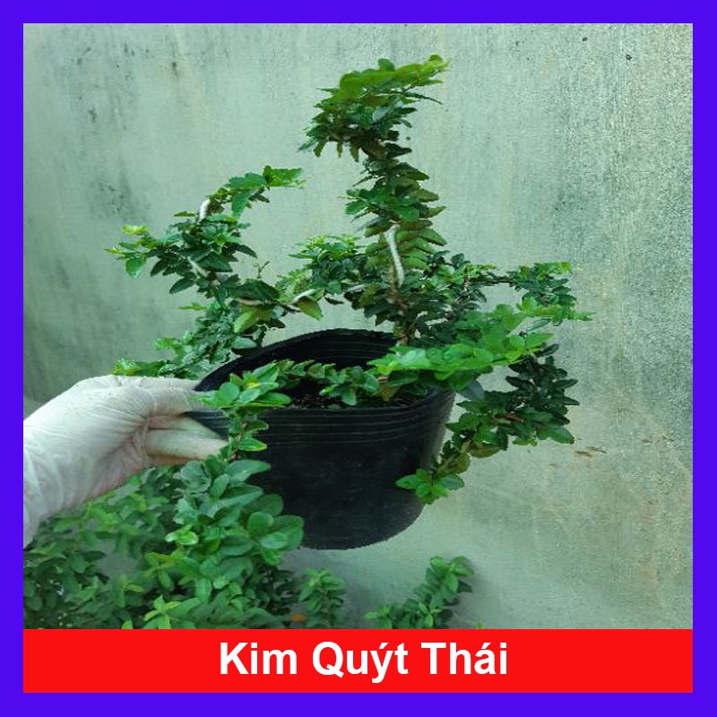 Cây kim quýt thái bonsai - cây bonsai để bàn - cây cảnh mini - cây cảnh bonsai - caykiengsadec