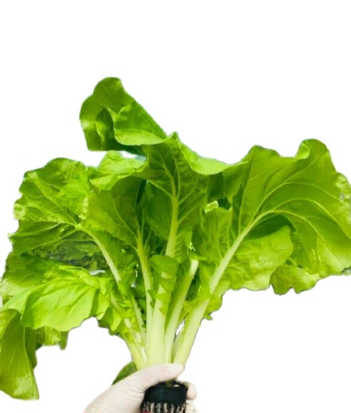 Hạt giống cải bẹ trắng lá vàng gói 20g giá rẻ