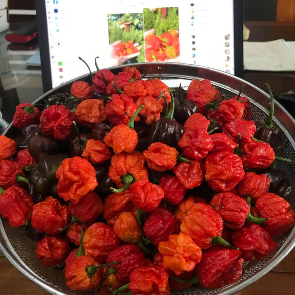 Quả Ớt Tươi Carolina Reaper Red