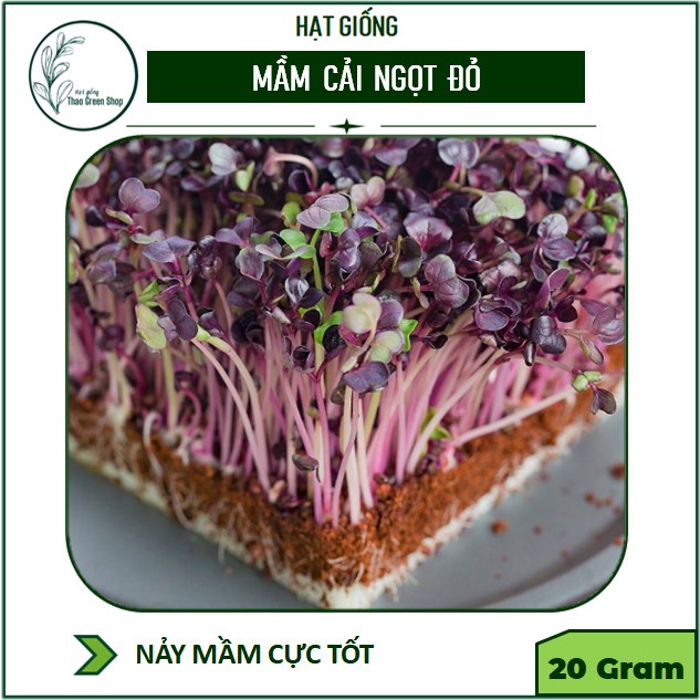 Hạt giống rau mầm cải ngọt đỏ