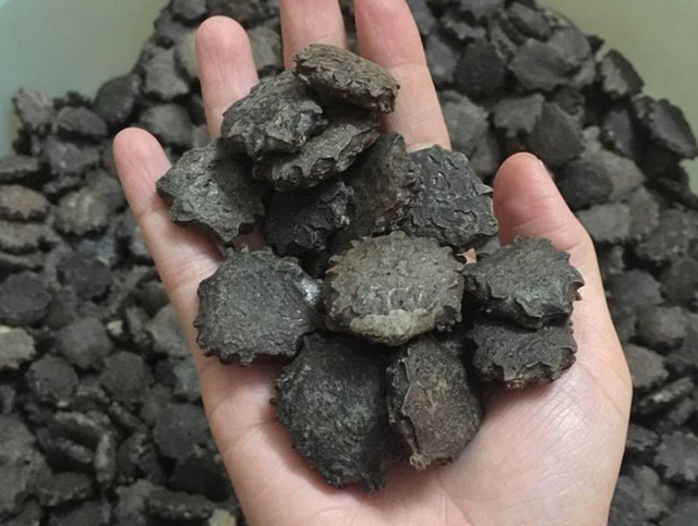 1 kg hạt gấc khô chưa rang loại tốt- hạt gấc nếp ta khô