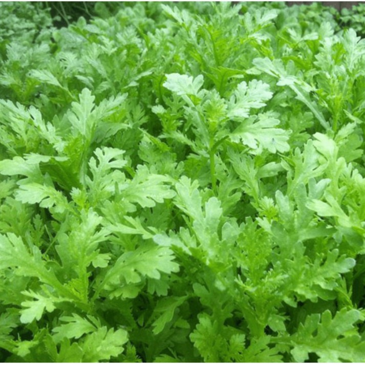 [Seeds] Hạt giống Rau Tần Ô (Cải cúc), đóng gói 20gr