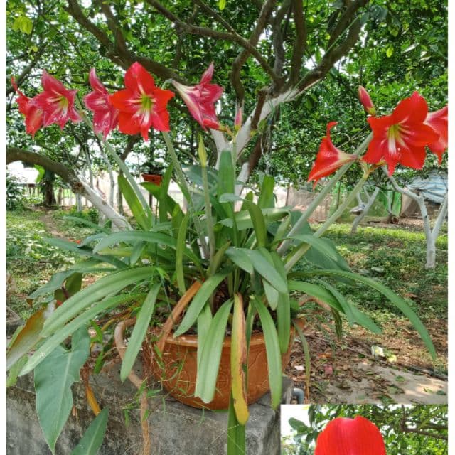 Combo 3 củ Hoa loa kèn, hoa huệ tây, hoa lys