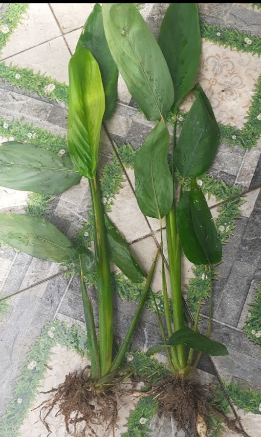 2 Cây giống môn bình tinh/ môn dong/khoai dong