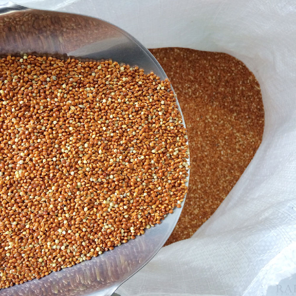Hạt kê đỏ size lớn cho chim kiểng, gà kiểng gói 1kg