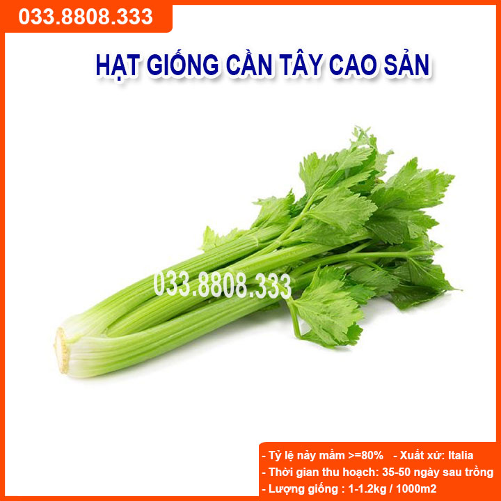 Hạt giống rau cần tây - tỷ lệ nảy mầm cao
