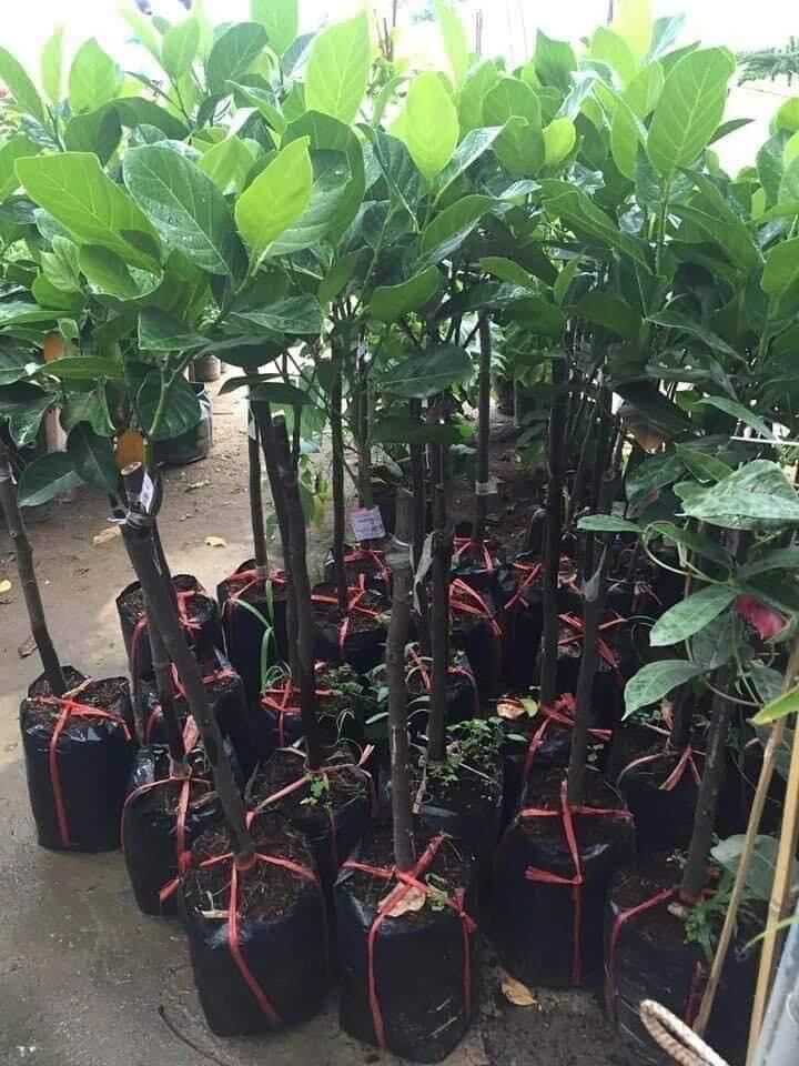 Combo 2 cây giống mít ruột đỏ mã lai mít siêu sớm