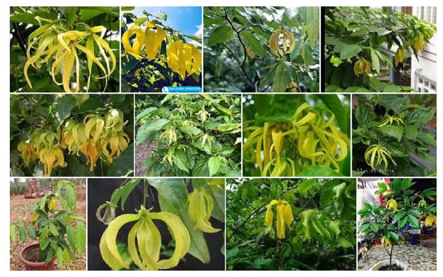 Cây hoa dẻ, cây hoa dẻ giống hoa thơm ngát cam kết chất lượng