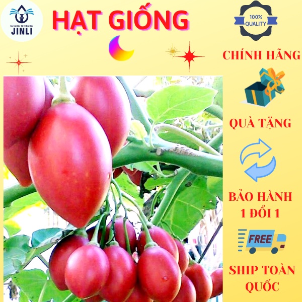Hạt giống cà chua thân gỗ - gói 20 hạt giống cây cà chua thân gỗ JL6