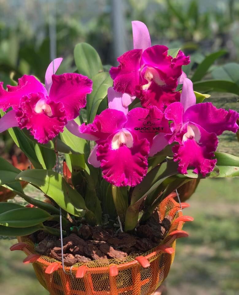 Lan Cattleya Sangod Delight