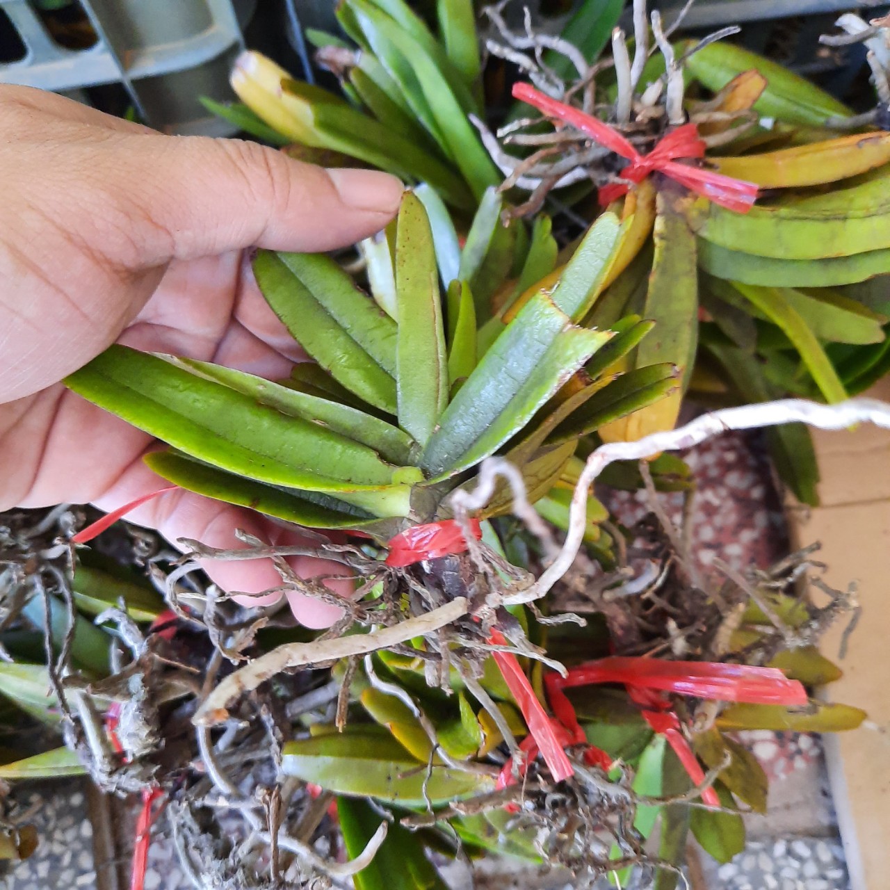 lan rừng quế tím giống 15 cây 50k(hoa tháng 4)