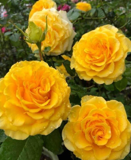 Cành Chiết Hồng Ngoại Shell (Cành Chiết Hoa Hồng)