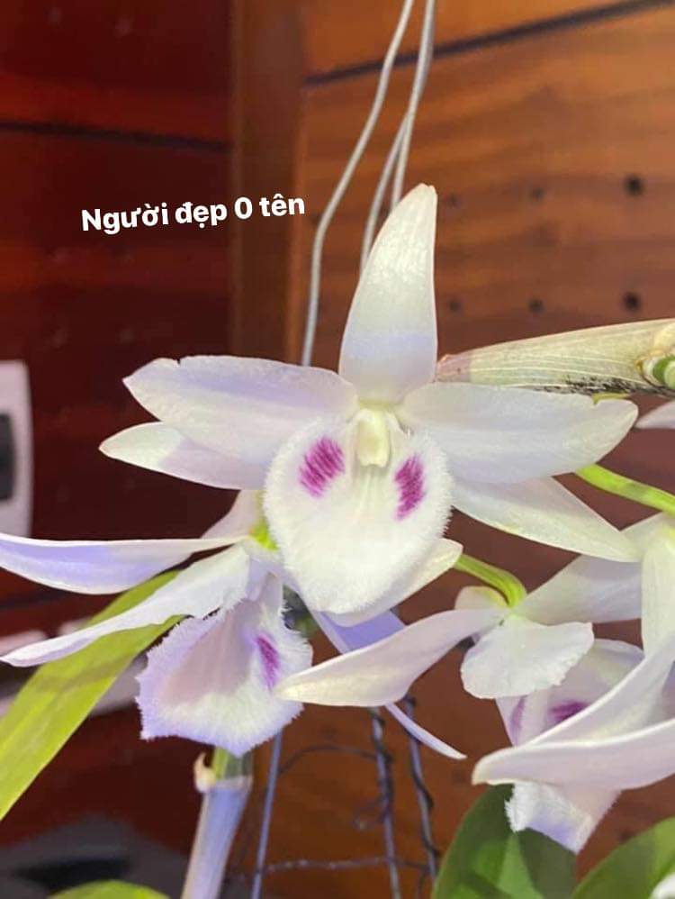 Phi điệp 5ct người đẹp không tên hàng cây giống hàng gieo hạt thuần tại vườn
