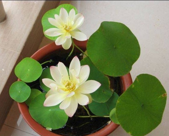 Hạt giống sen mini nhiều màu (5 hạt)