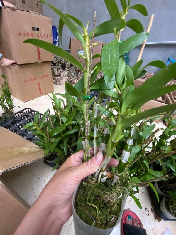 Hoa phong lan dendro xuân + Tặng kèm 3 túi phân dê