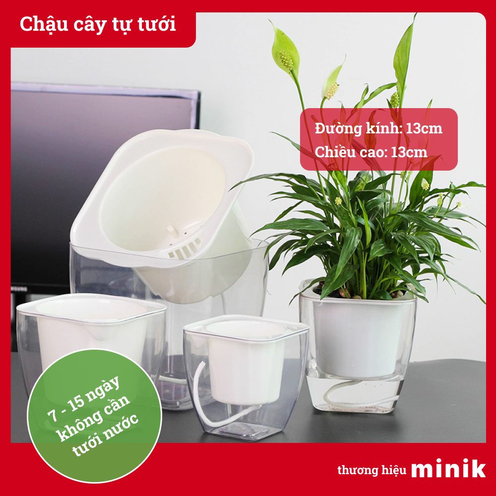 Chậu trồng cây tự dưỡng trong suốt MINIK, chậu cây thông minh giúp cây phát triển tốt trong 10 - 15 ngày mà không cần tưới, chất liệu nhựa PP tiêu chuẩn Châu Âu, kích thước 12cm x 12cm