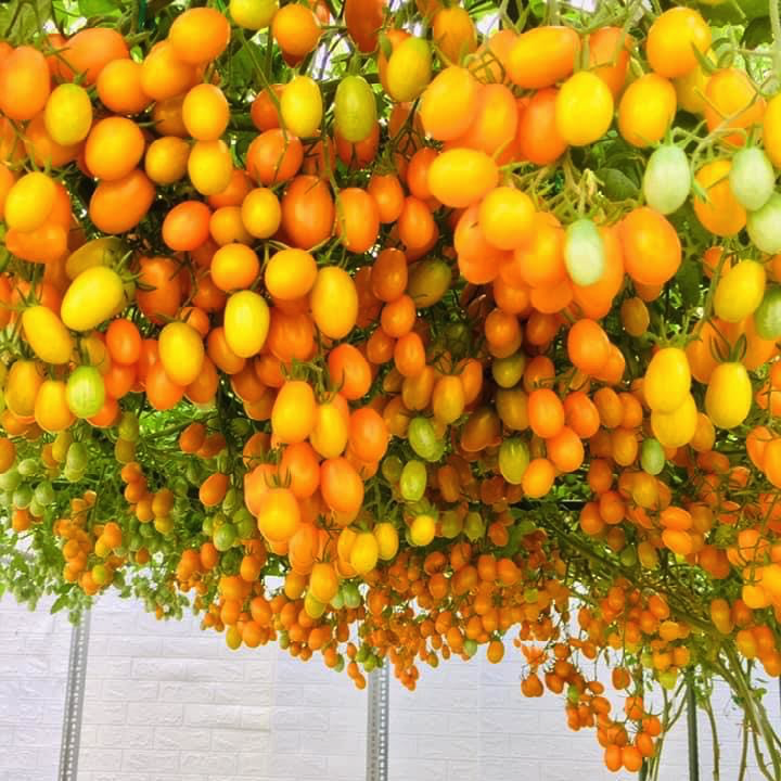 Gói 5 hạt giống cà chua trái cây Canary chịu nhiệt - hạt giống F1 Nhật Bản