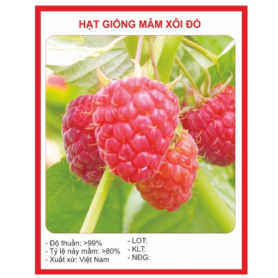 Hạt giống quả mâm xôi đỏ - 10 hạt