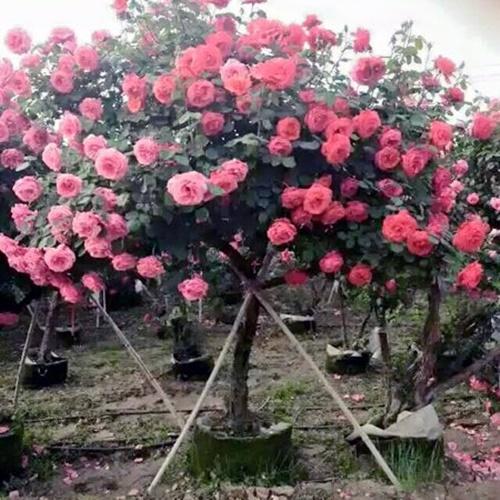 Hạt Giống Hoa Hồng Thân Gỗ Loại Dễ Trồng. Túi 20 Hạt