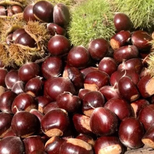 [ 3KG DẺ NẾP SAPA hạt tươi ngon ] 3kg HẠT DẺ TO VỪA  NGON ĐẢM BẢO HÀNH CHẤT LƯỢNG. Hạt Dẻ CƠM VÀNG SIÊU NGON ngon BÉO NGẬY. SHOP BÁCH HÓA HẠT DINH DƯỠNG