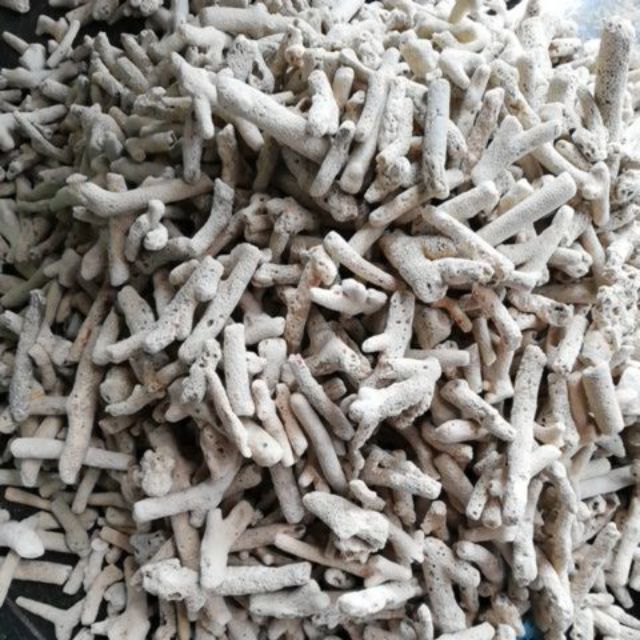 San hô vụn 1kg