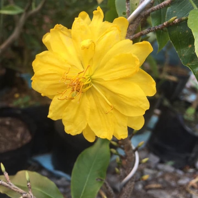 [HCM]Mai Vàng Đại Lộc Bonsai 24 Cánh Đang Nụ (Hoa Tết 2023)