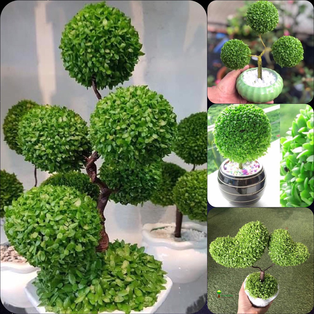 Hạt giống cỏ may mắn gói 200 hạt