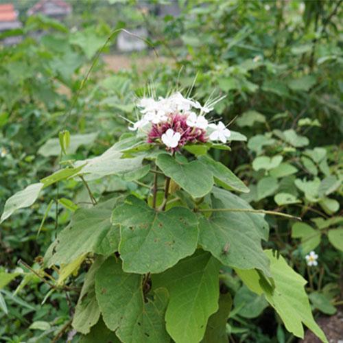 Cây bạch đồng nữ khô - 1kg
