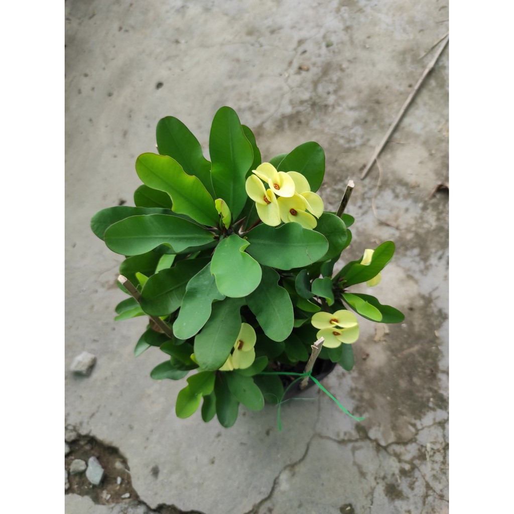 Cây giống Xương Rồng Bát Tiên - CayGiongTot