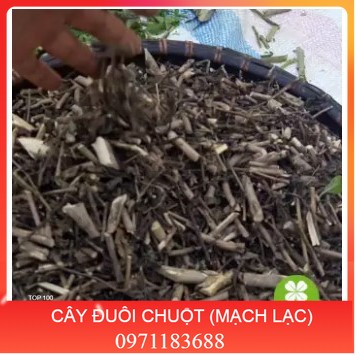 Cây đuôi chuột (1kg khô) - OLF191 Giá 129,000 Đồng*Miễn phí vận chuyển