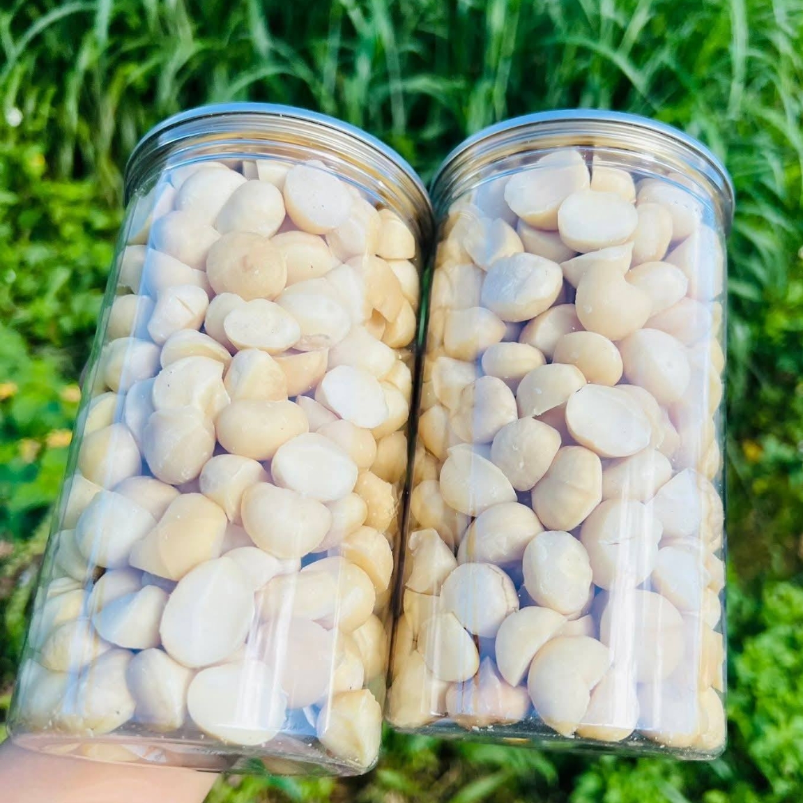 Nhân hạt macca hữu cơ Lai Châu nguyên hạt sấy khô loại 1 (500g, 1kg) ăn trực tiếp, làm sữa hạt