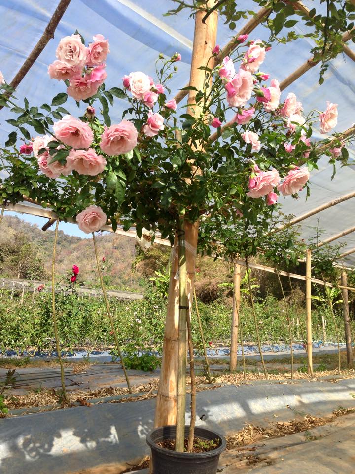 Combo 2 Hoa hồng thân gỗ Tree Rose chọn màu chơi tết