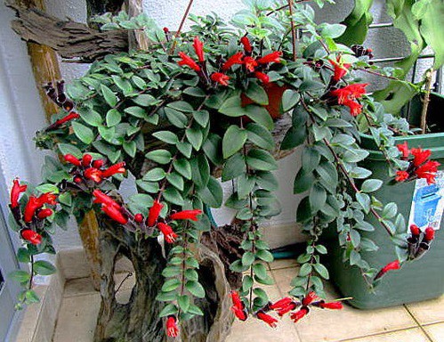 Kỹ thuật trồng cây son môi bằng cách cắt các đoạn trích và ngâm trong nước. Ảnh minh họa