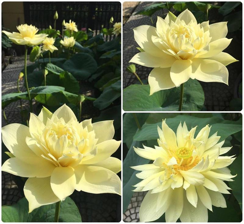 "Gói 5 "Hạt giống sen bách diệp hoa màu vàng ( gói 5 hạt )[Seeds]