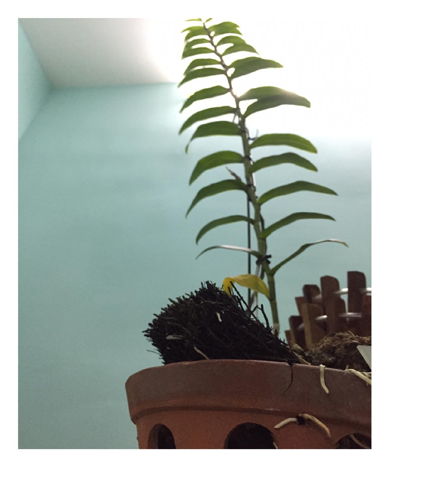 Dớn cắt miếng ghép lan-0.5kg