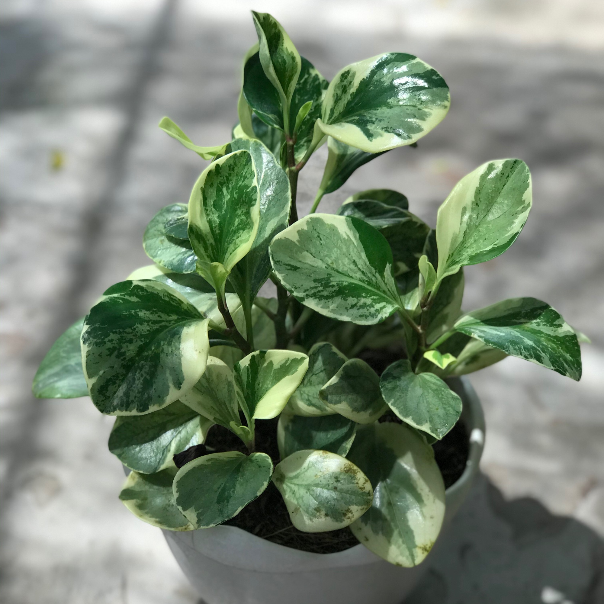 Cây trường sanh cẩm thạch chậu y hình + tặng phân bón cho cây mau lớn