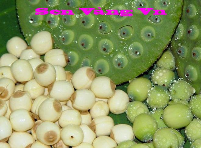Hạt sen xuất khẩu chất lượng cao