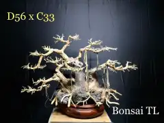 Bonsai Cây đa 3 Thân D56xC33 - Cho Bể Cá Thuỷ Sinh 60-120cm