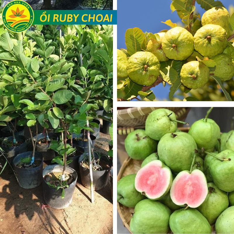 Cây Ổi Ruby ruột đỏ Đài Loan choai cao 1m- 1,2m cho quả ngay khi vào vụ năng suất cao