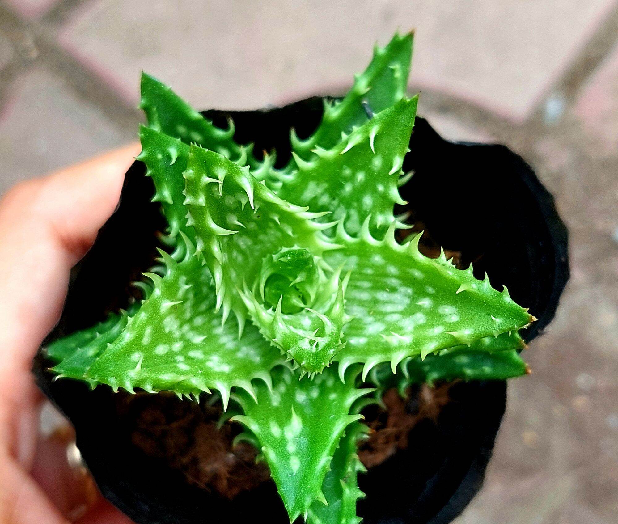 Sen đá hàm cá mập size bầu 5-6cm