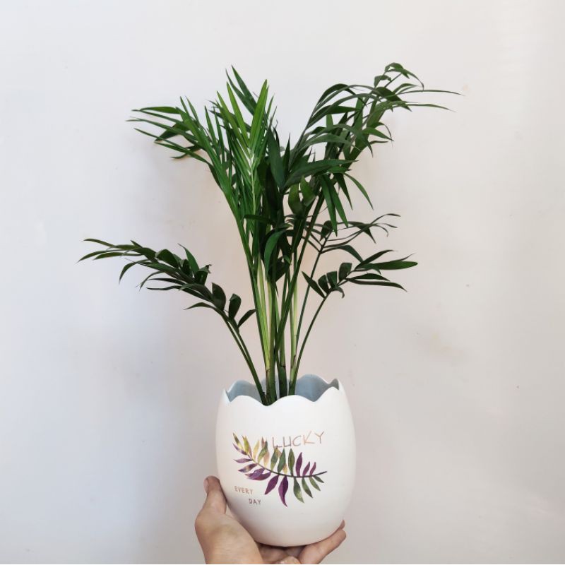 Cây Kim Tiền Mini, Cau Tiểu Trâm, Mini Kèm Chậu Sứ Đẹp, Cây Để Bàn Mini Xinh Xắn, Mang May Mắn Và Tài Lộc