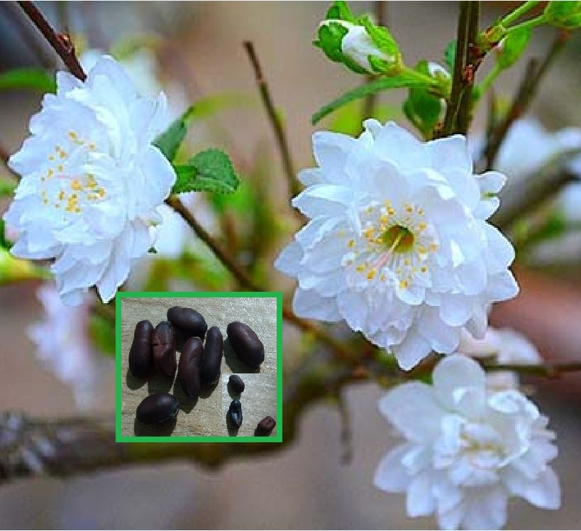 Hạt giống hoa mai TQ  hoa màu trắng - gói 5 hạt